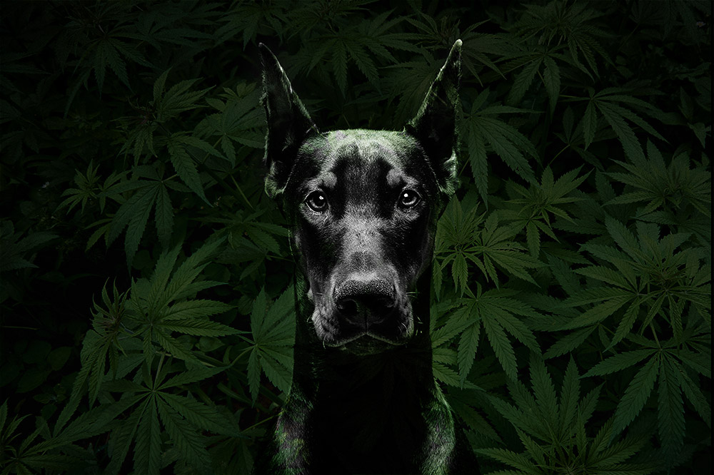 Black D.O.G. strain: unique smell and stature