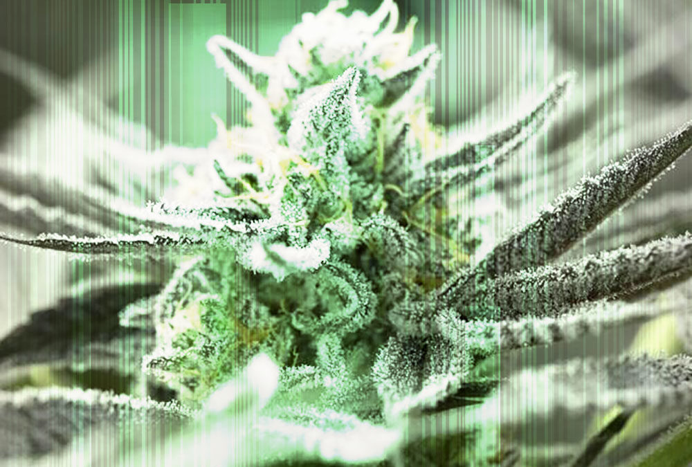 What are Fast Flowering Seeds, aka “Quick Seeds”?