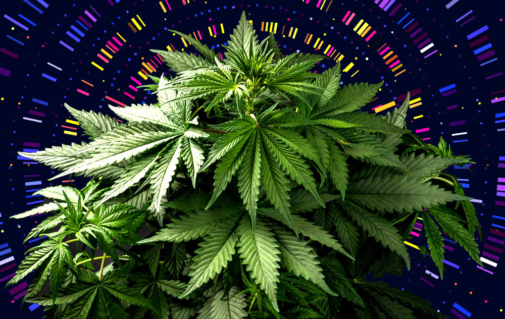 Best practices when growing autoflowering cannabis