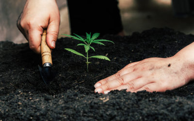 How to grow autoflowering cannabis strains outdoors