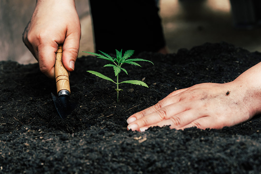 How to grow autoflowering cannabis strains outdoors