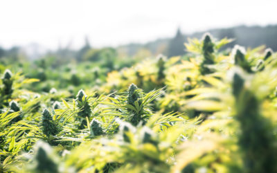 9 tips for growing autoflowering strains outdoors