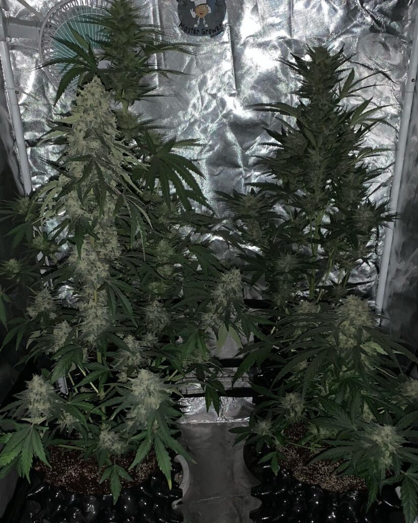 Image #2 from Marti_grower