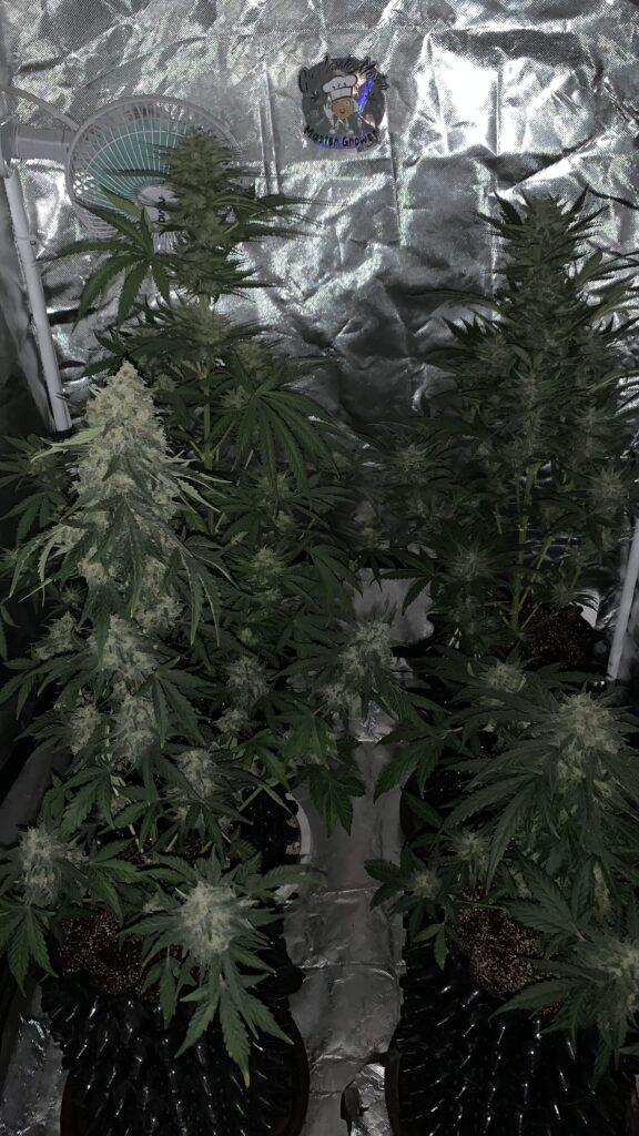 Image #3 from Marti_grower