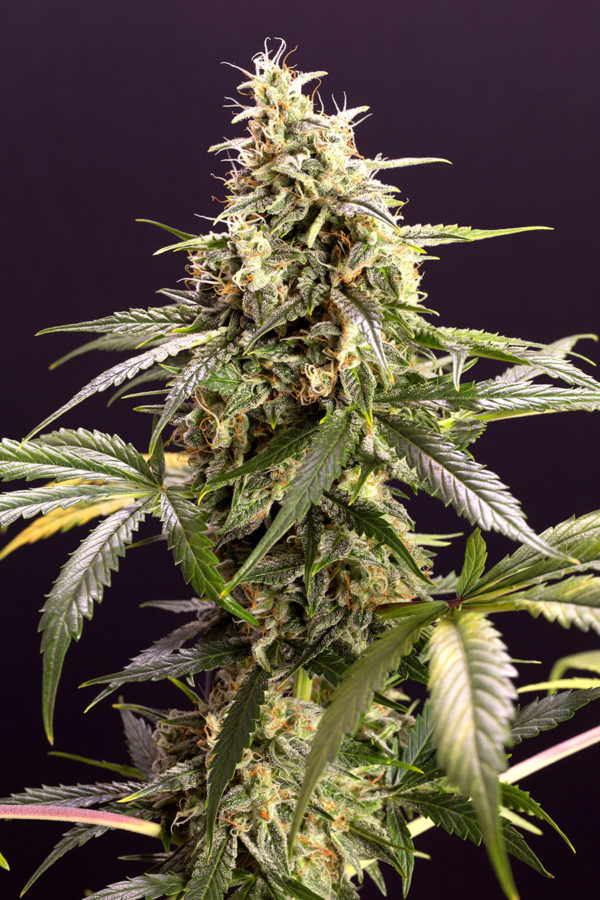 Chem Bomb Auto - Image 2