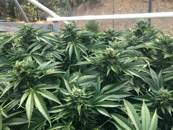 Cinnamon Buddha OG - Image 2