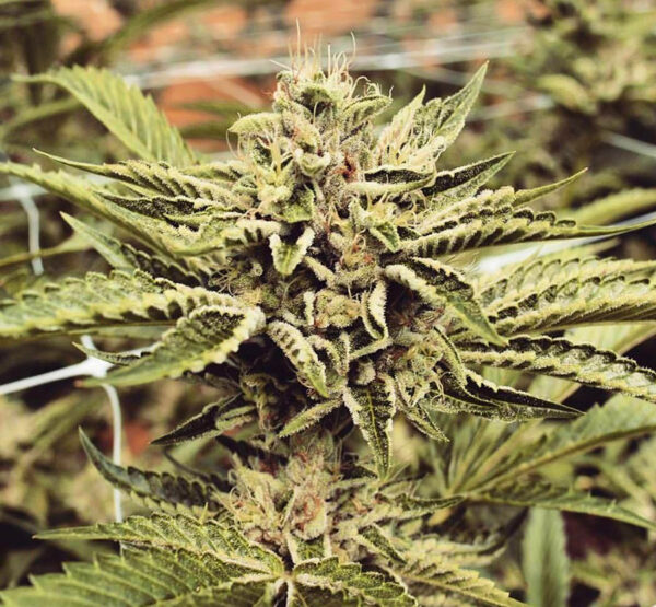 Cinnamon Buddha OG - Image 3