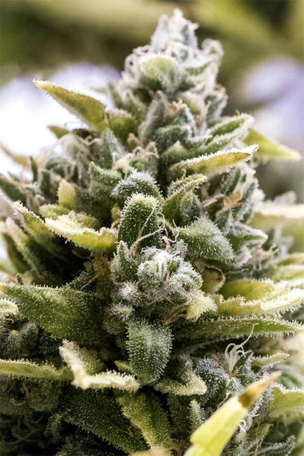 OG Kush Auto - Image 2