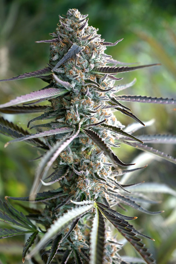 Pineapple Chem Auto - Image 2