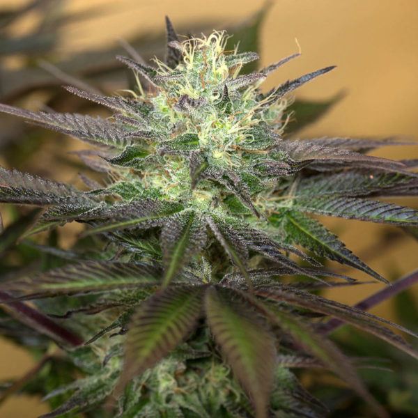 Sapphire OG