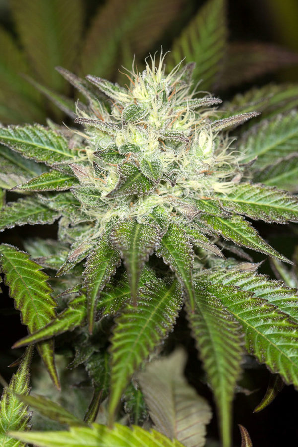 Sapphire OG - Image 2