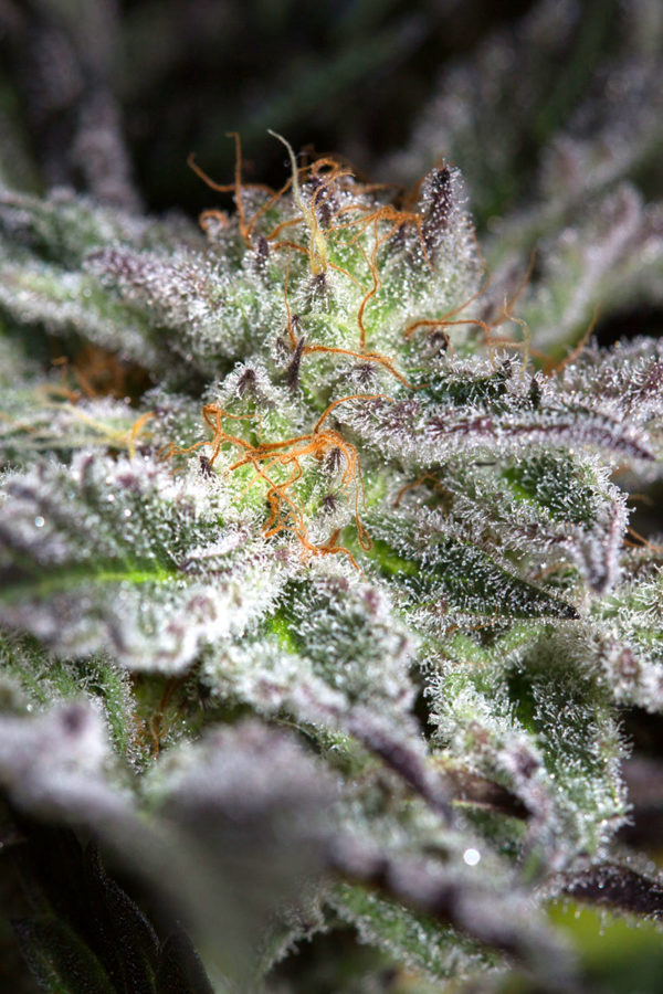 Sapphire OG - Image 3