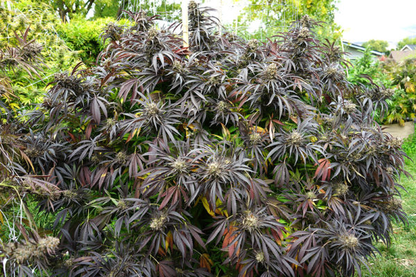 White Runtz Fast Flowering - Image 2