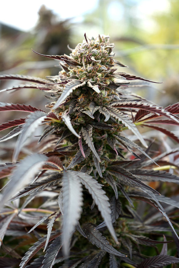 White Runtz Fast Flowering - Image 3