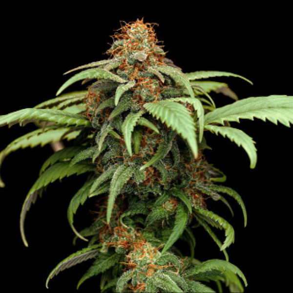 Sapphire Lime CBD Pure