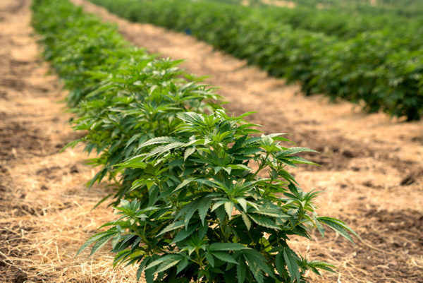 Sapphire Bubba CBD Pure - Image 2