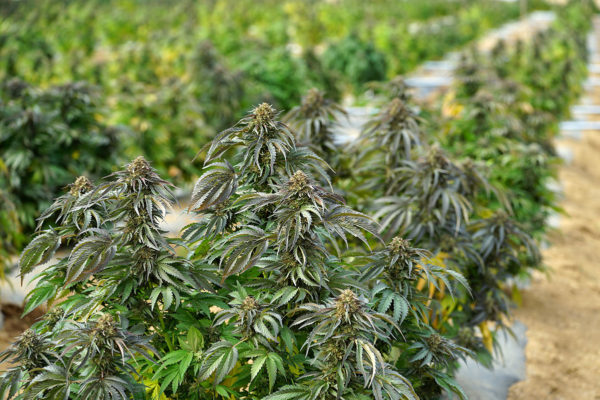Sapphire Bubba CBD Pure - Image 3