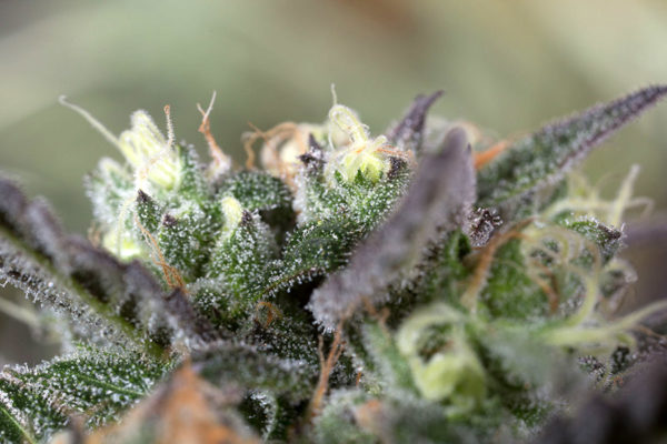Blueberry Headband - Image 2