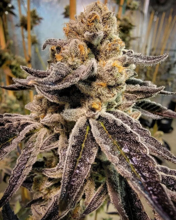 Black Rainbow Sherbert - Image 2