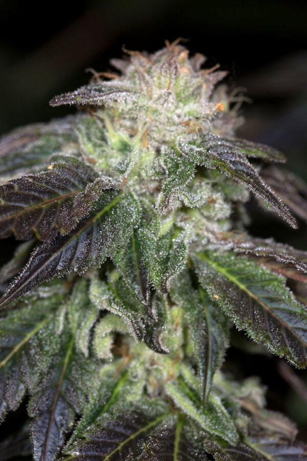 OG Kush - Image 2