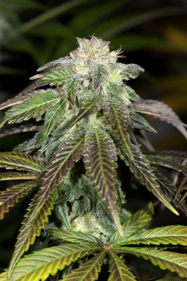 OG Kush - Image 3