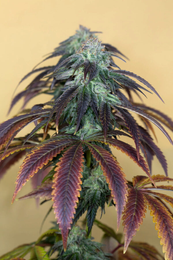 OG Kush - Image 4
