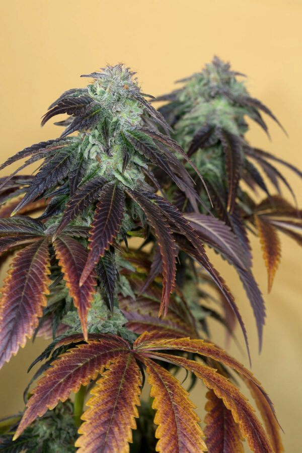 OG Kush - Image 5
