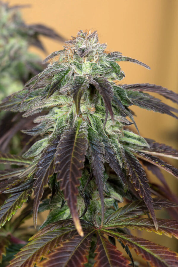 OG Kush - Image 6