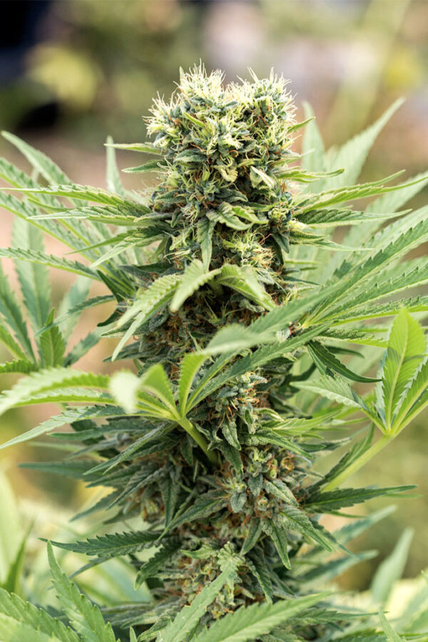 Dedoverde Haze - Image 2