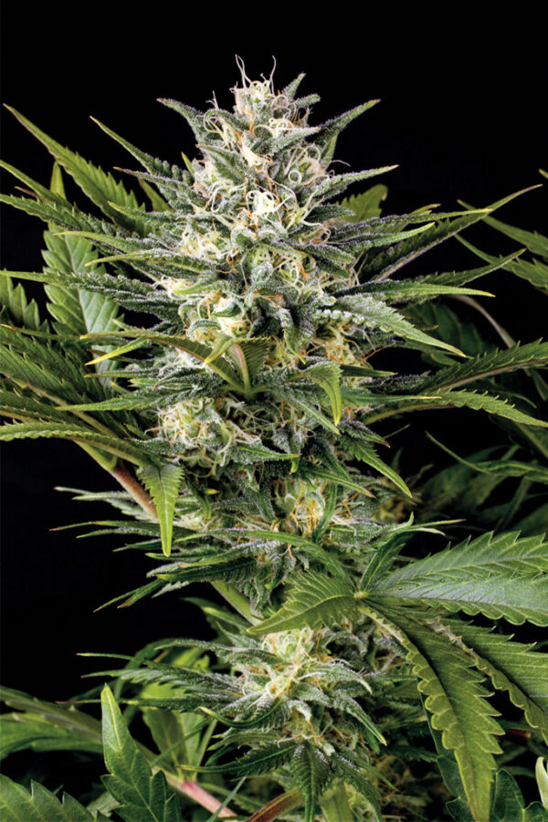 Pineapple Skunk - Image 2