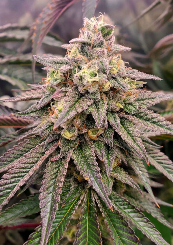 Forbidden Fruit Fast Flowering - Image 4