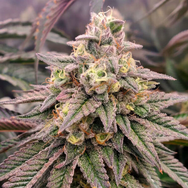 Forbidden Fruit Fast Flowering