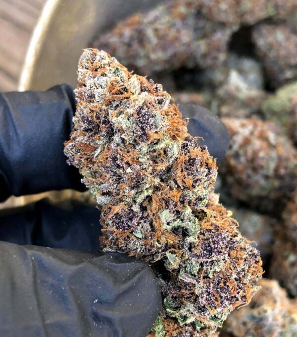 Forbidden Fruit Fast Flowering - Image 3