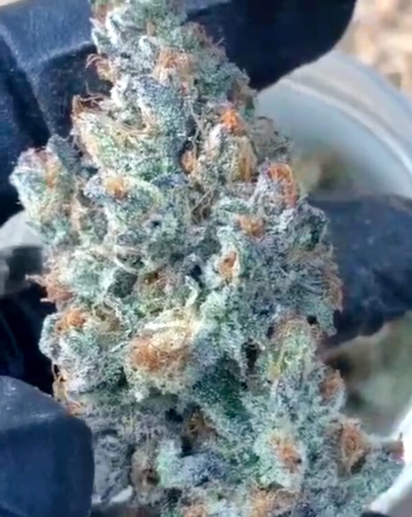 Geist OG Fast Flowering - Image 2