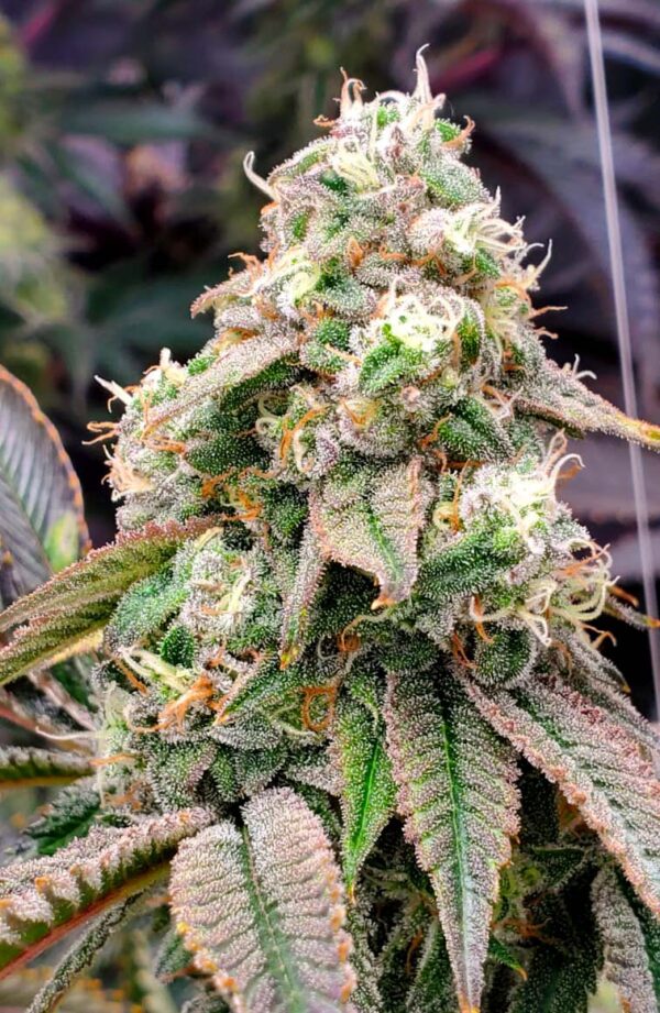 Gushers Fast Flowering - Image 3