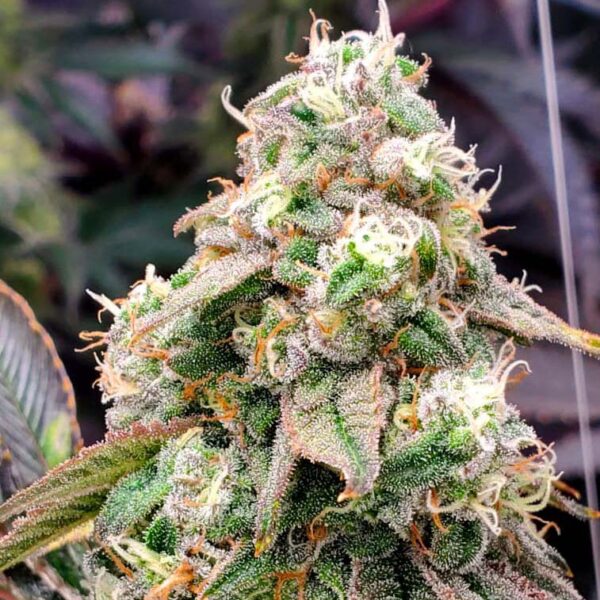 Gushers Fast Flowering