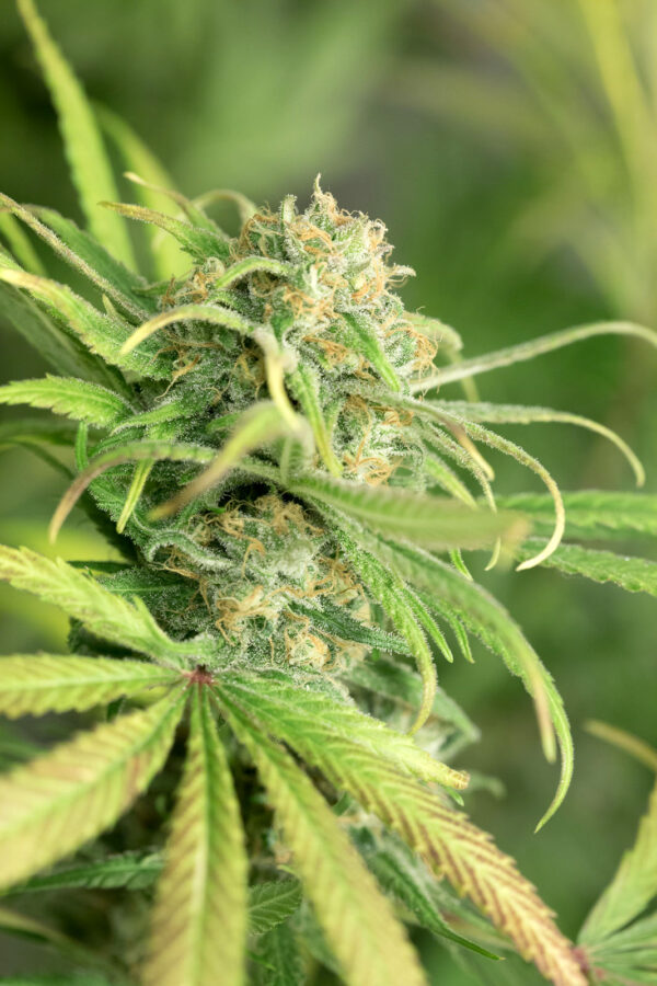 Blue Dream - Image 3