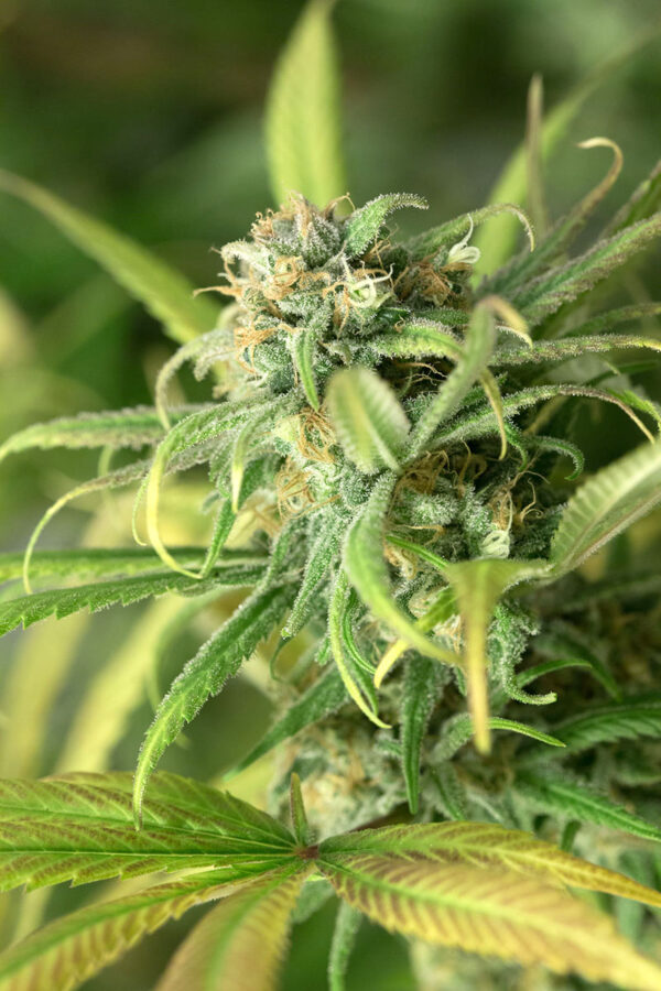 Blue Dream - Image 2