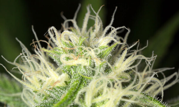 Blue Dream - Image 4