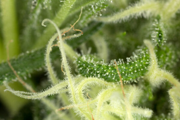 Blue Dream - Image 5
