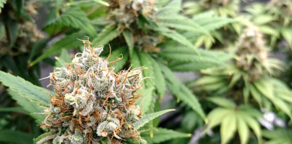 Blue Dream - Image 6