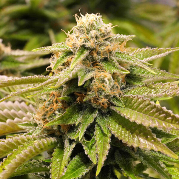 Gorilla Breath
