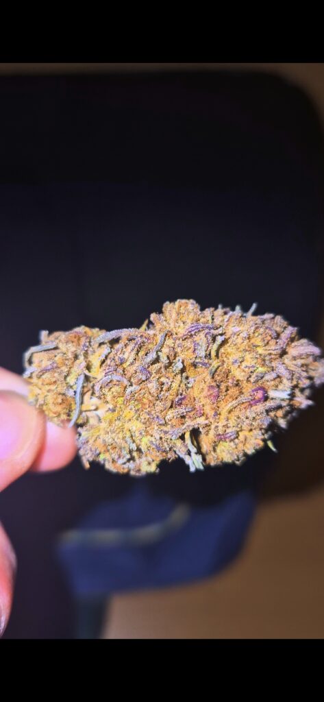 Image #1 from Forestlander