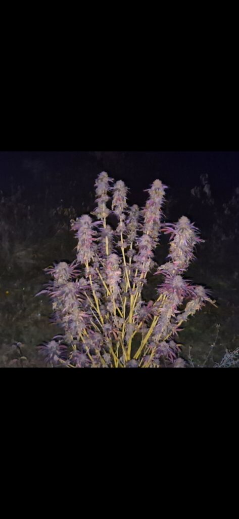 Image #3 from Forestlander