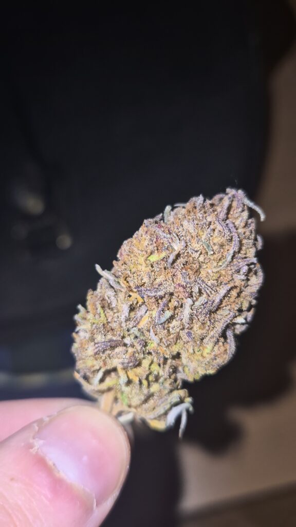 Image #3 from Forestlander