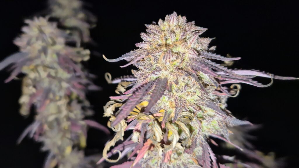 Image #1 from Forestlander