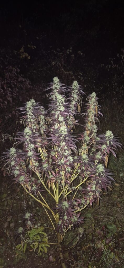 Image #2 from Forestlander